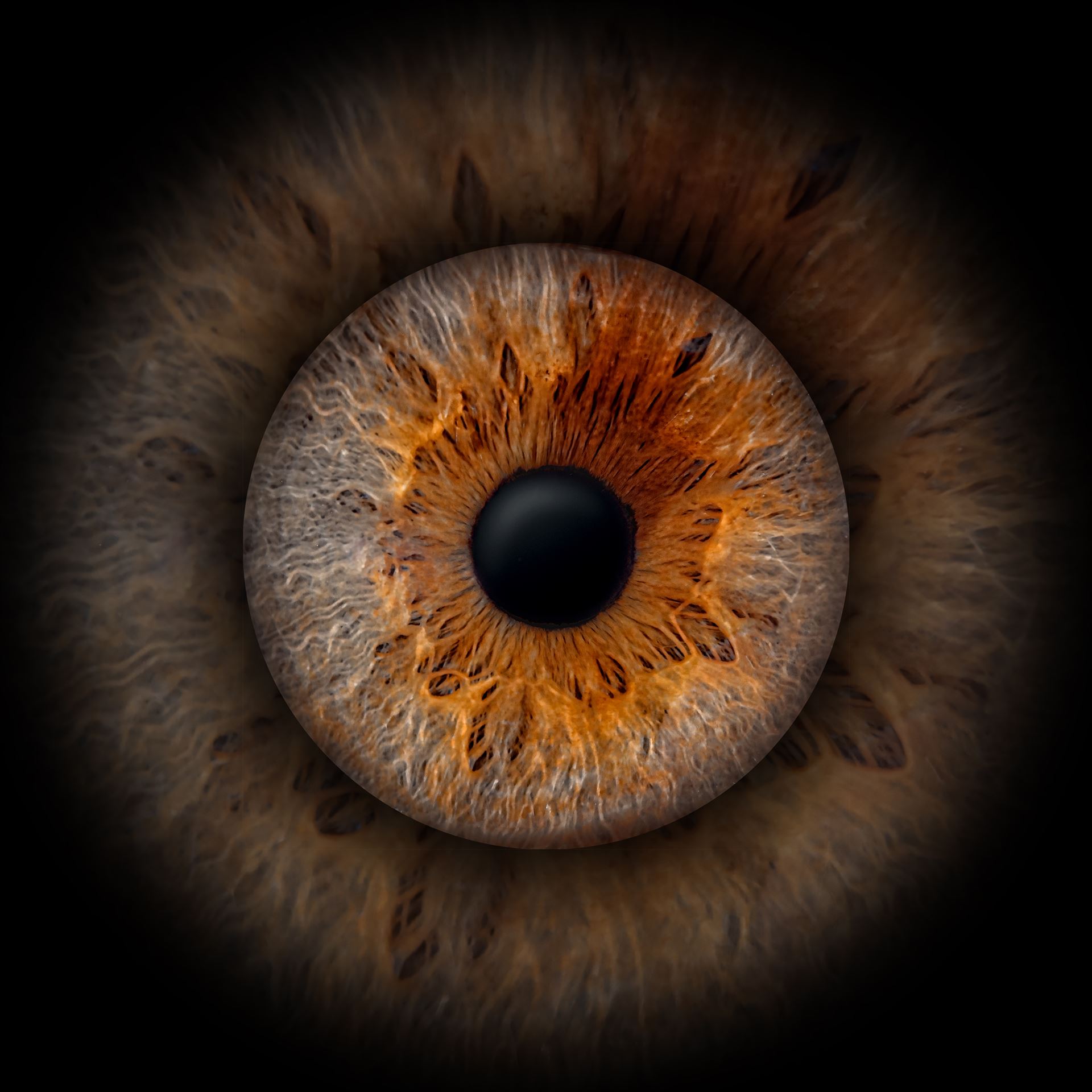 Iris-Anordnung im Kreis – Designobjekt