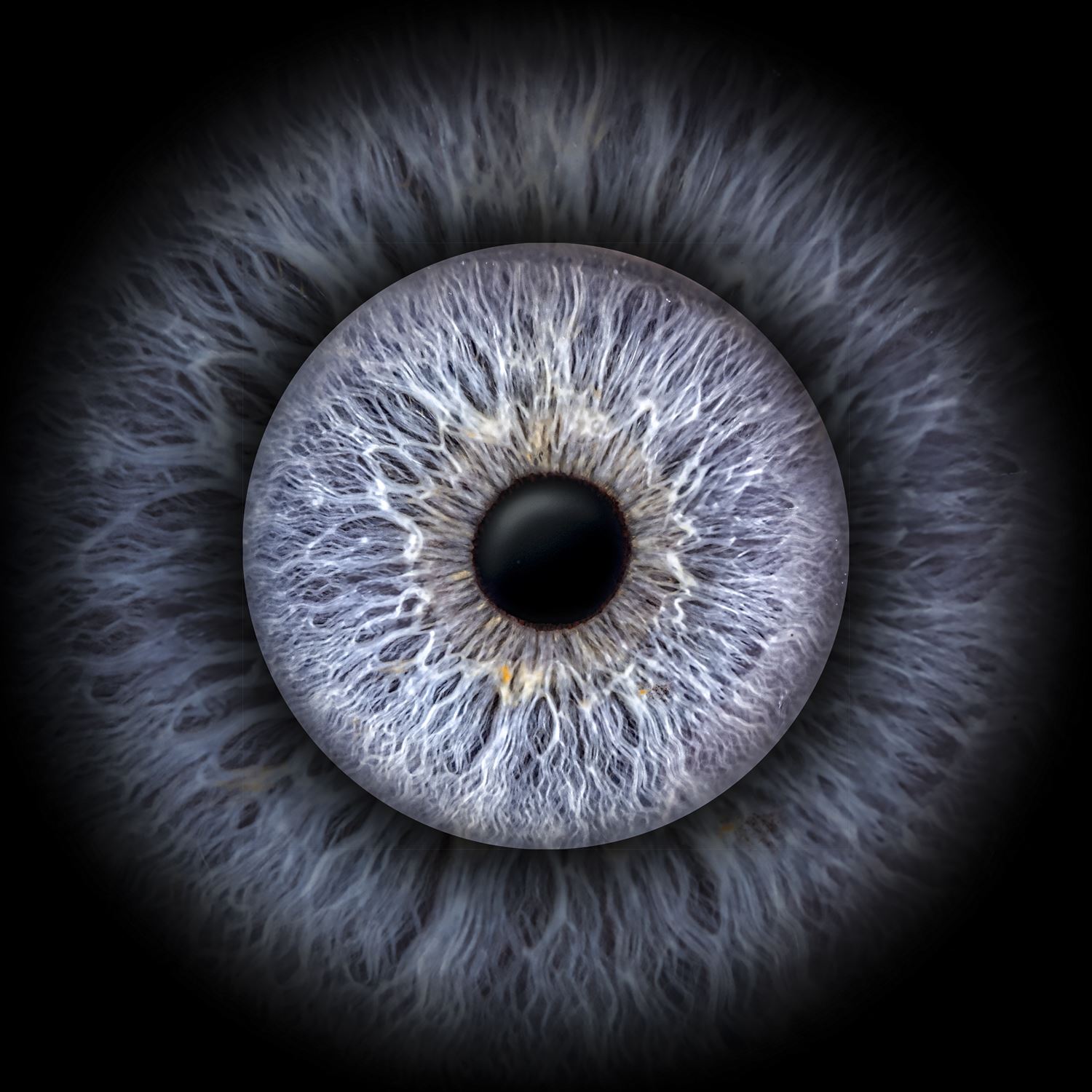 Iris-Wandbild – Wohnzimmerbeispiel