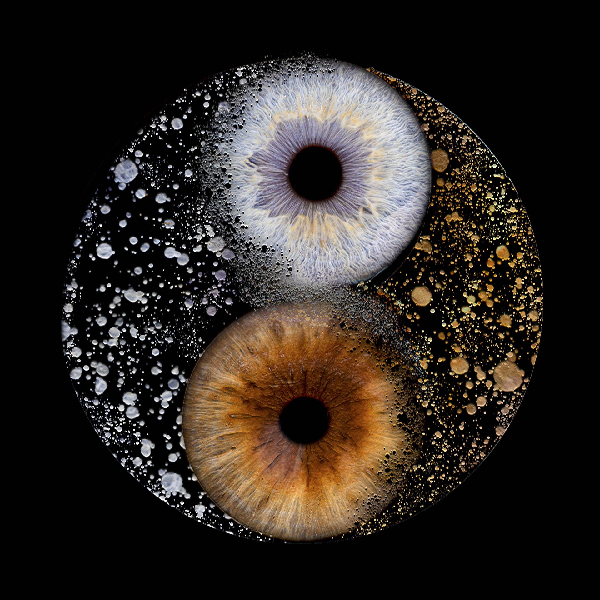 Iris-Komposition – Yin/Yang